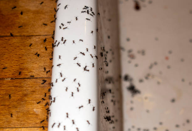 Best Best Pest Control Companies  in Fris, CO